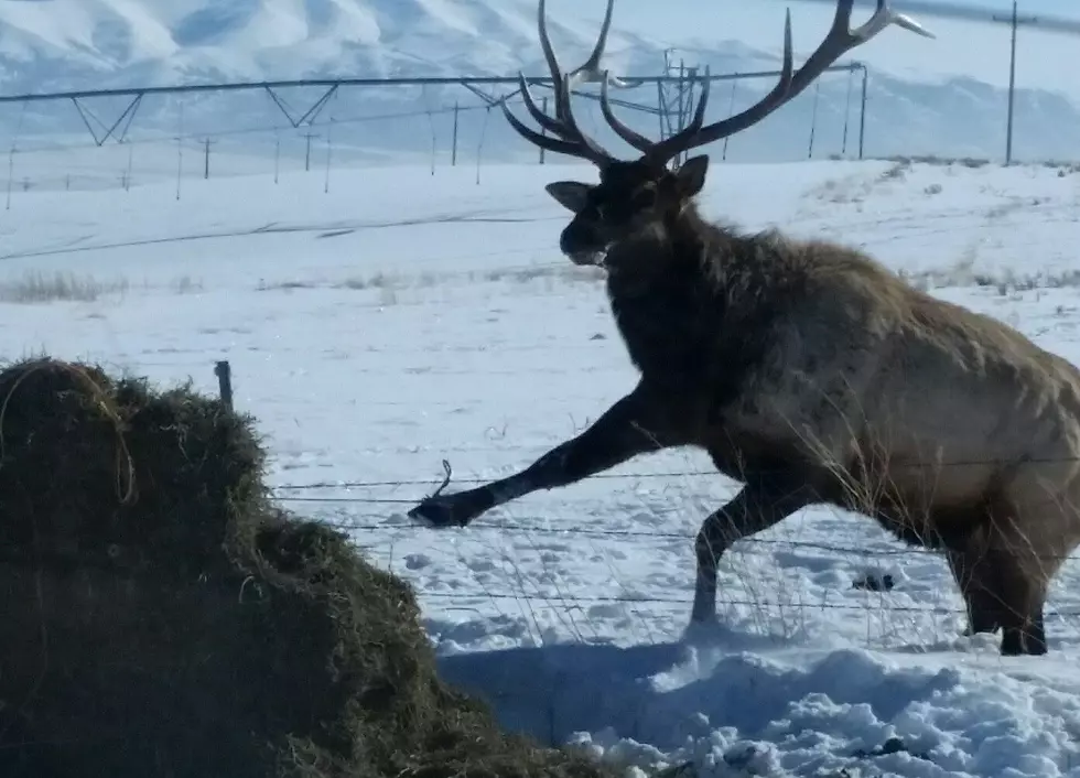Idaho Wildlife Officers Wrangle Elk Trapped in Hay String