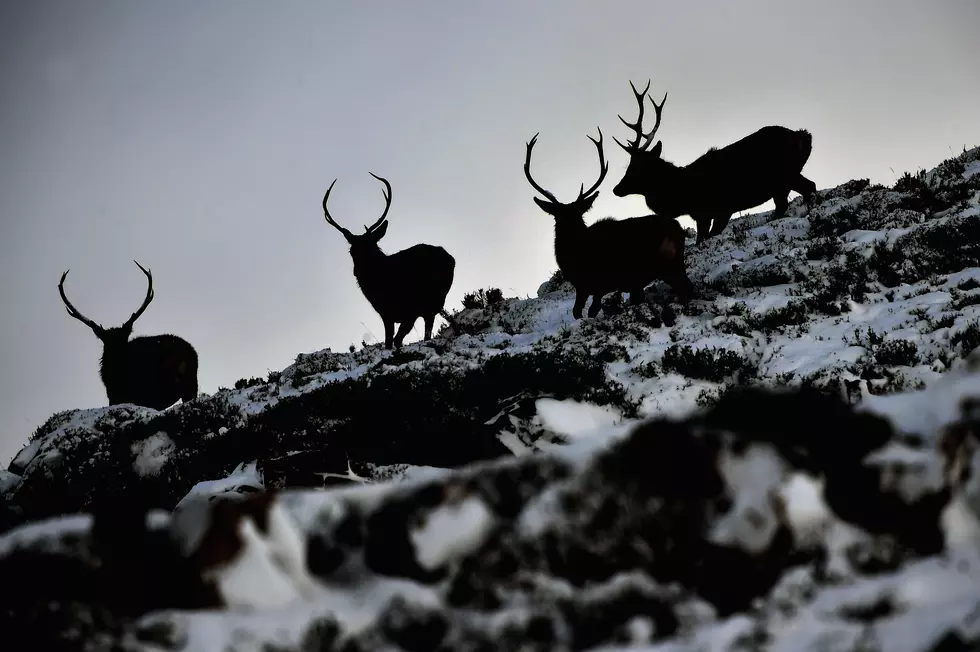 Brutal Western US Winter Has Been Terrible for Animals