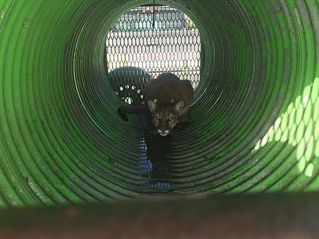 Mother Mountain Lion and Kittens Caught Living in Pocatello Neighborhood