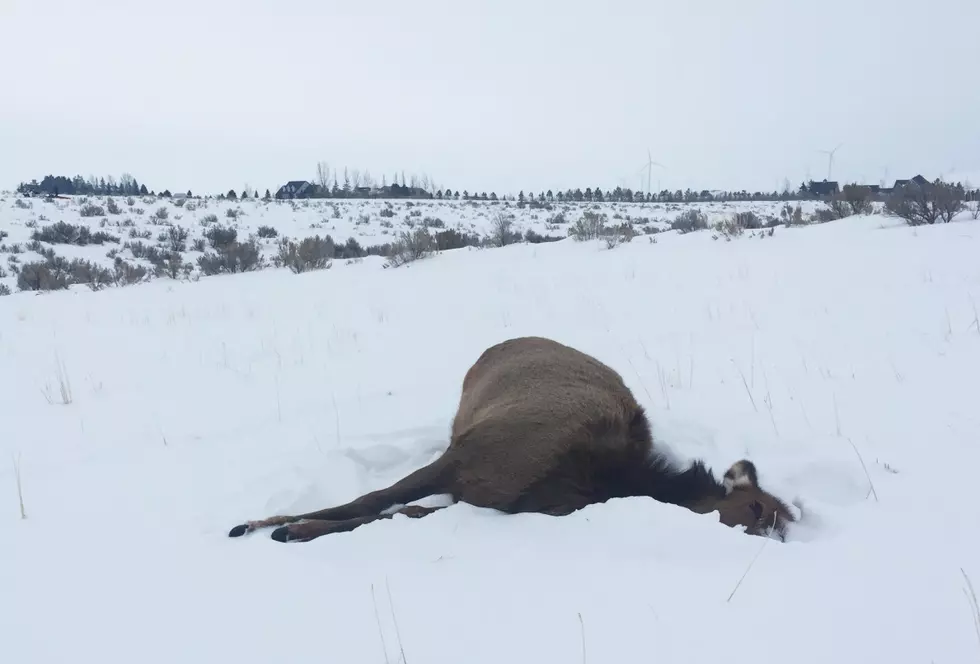 More Elk Killed in Idaho After Eating Japanese Yew