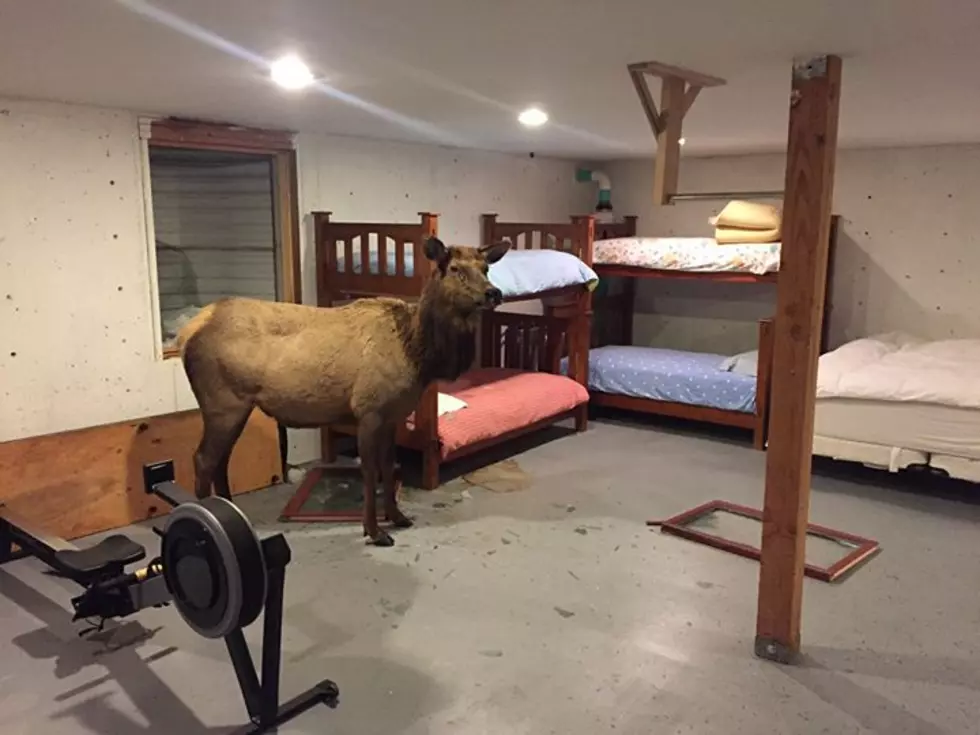 It Happened Again! Elk Falls Into Idaho Basement