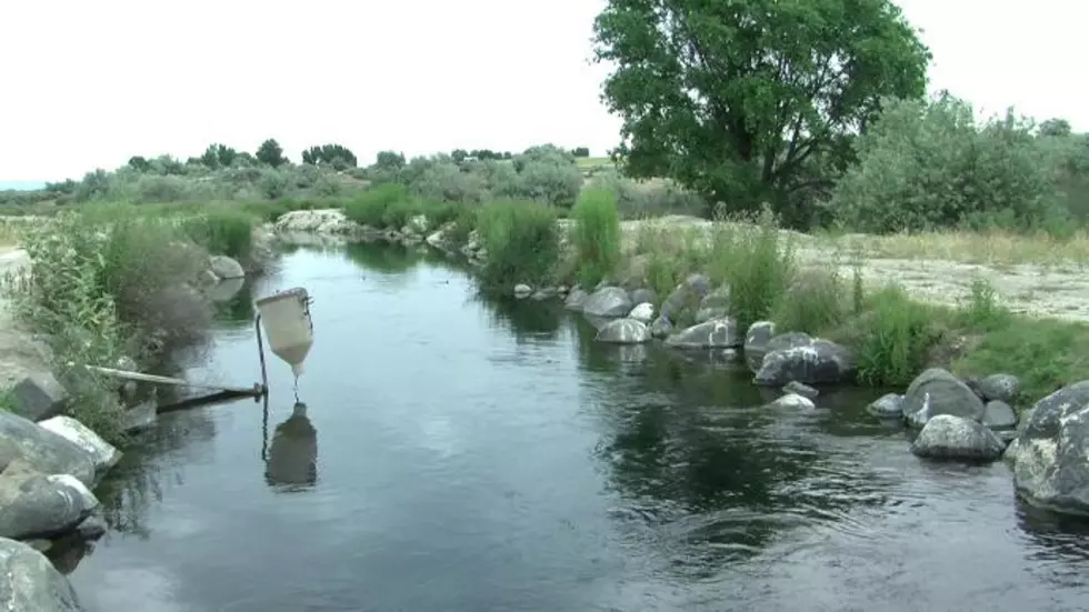 Hatchery Loses 3,000 Sturgeon in Recent Flooding