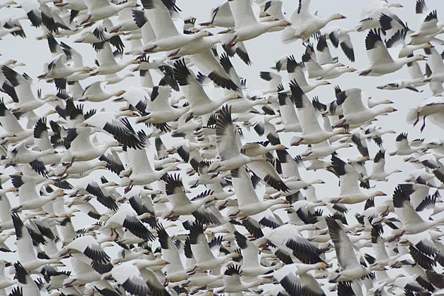 Caught on Video: Snow Geese at Fort Boise