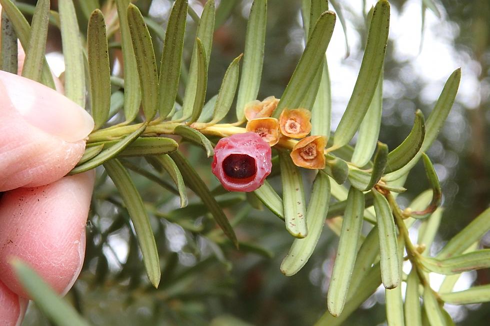 Ornamental Yew Kills Another Pair of Elk in Wood River Valley