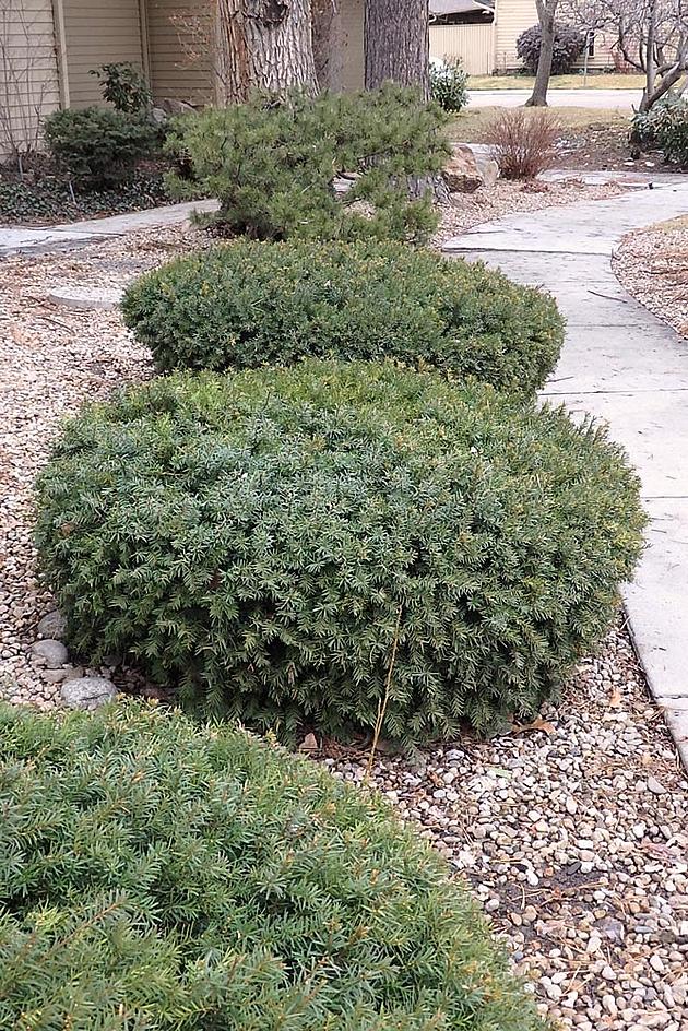 Idaho Fish and Game Ask Idahoans Not to Plant Japanese Yew