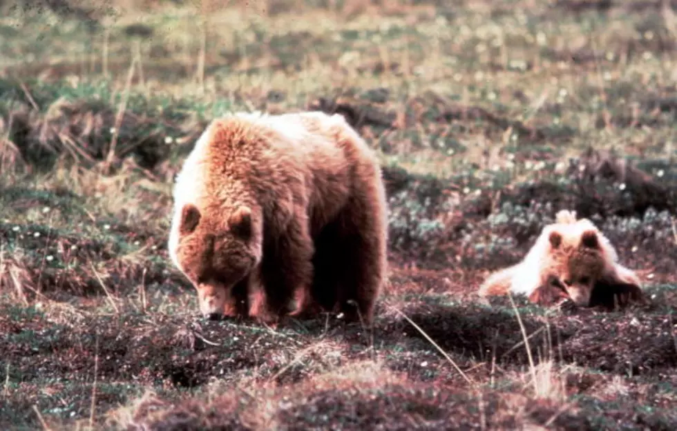 Young Grizzly Bear Sighting Confirmed Near Salmon