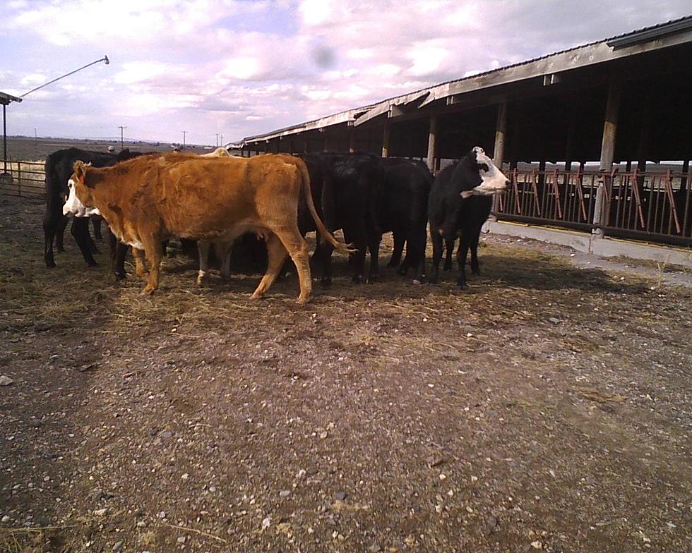 Castle Rock State Park Cattle Pasture Up for Lease