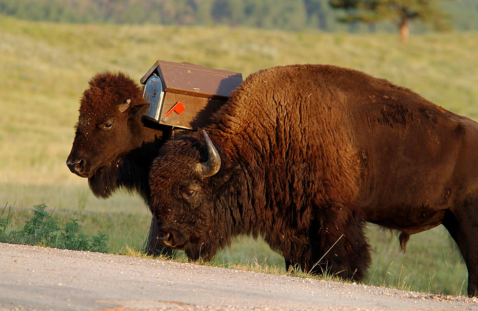 Study Finds Fight Against Brucellosis Should Focus on Elk, not Bison