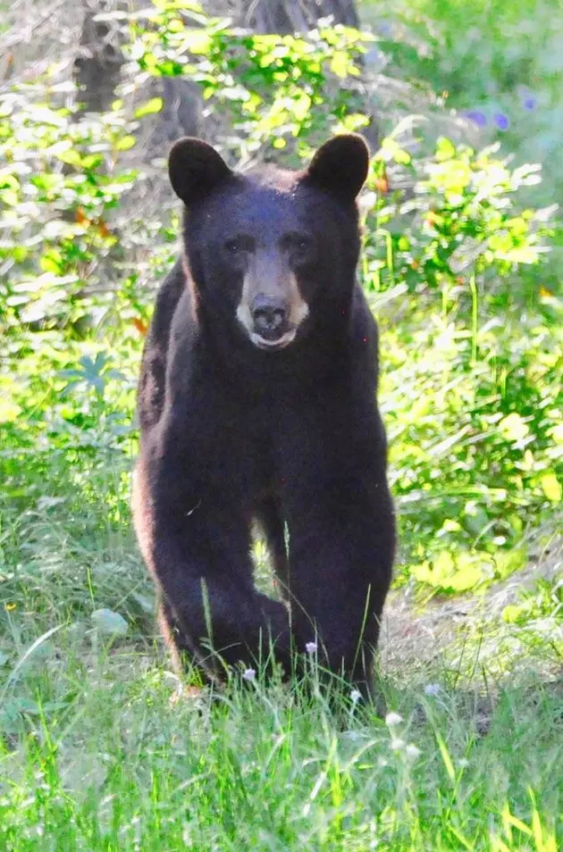 Bear Caught and Euthanized after Visiting Idaho Campgrounds