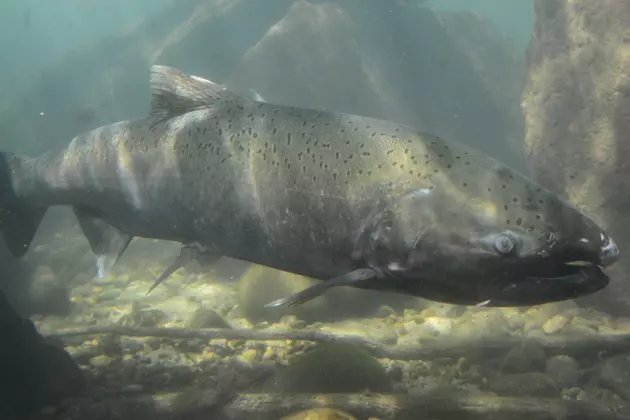 Fish Eye View of Chinook Salmon in Idaho