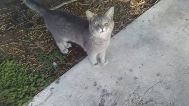 Two Adoptable Cats in Twin Falls