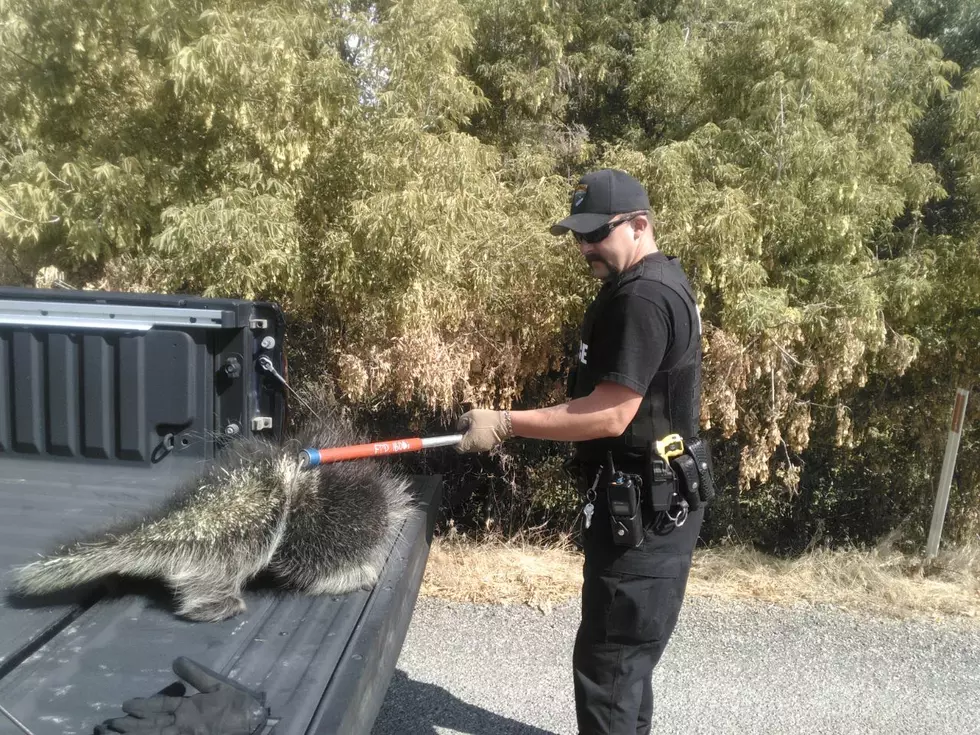 Filer Police Detain Prickly Visitor in Confrontation with Dog