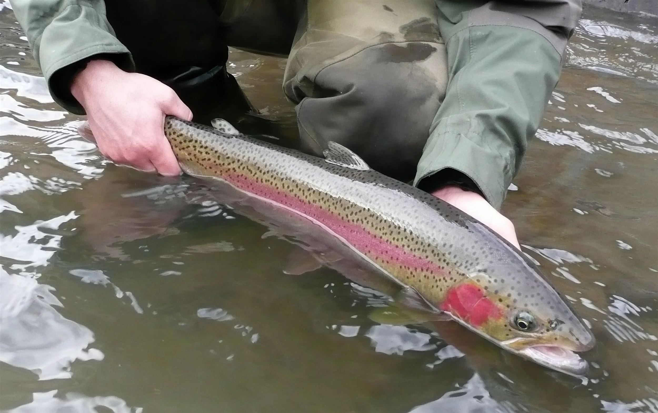 Sawtooth Recreation Area Campsites to Open for Steelhead Anglers Along
Salmon River