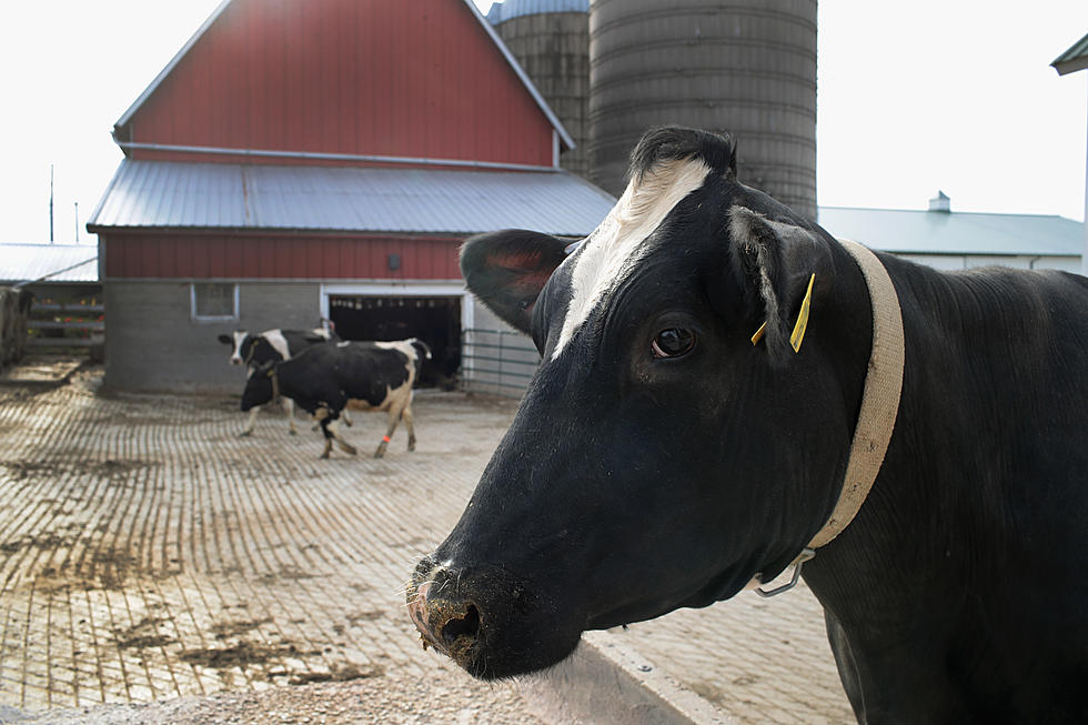 Idaho Dairy Farmers Admit Breaking Immigration Law (Opinion)