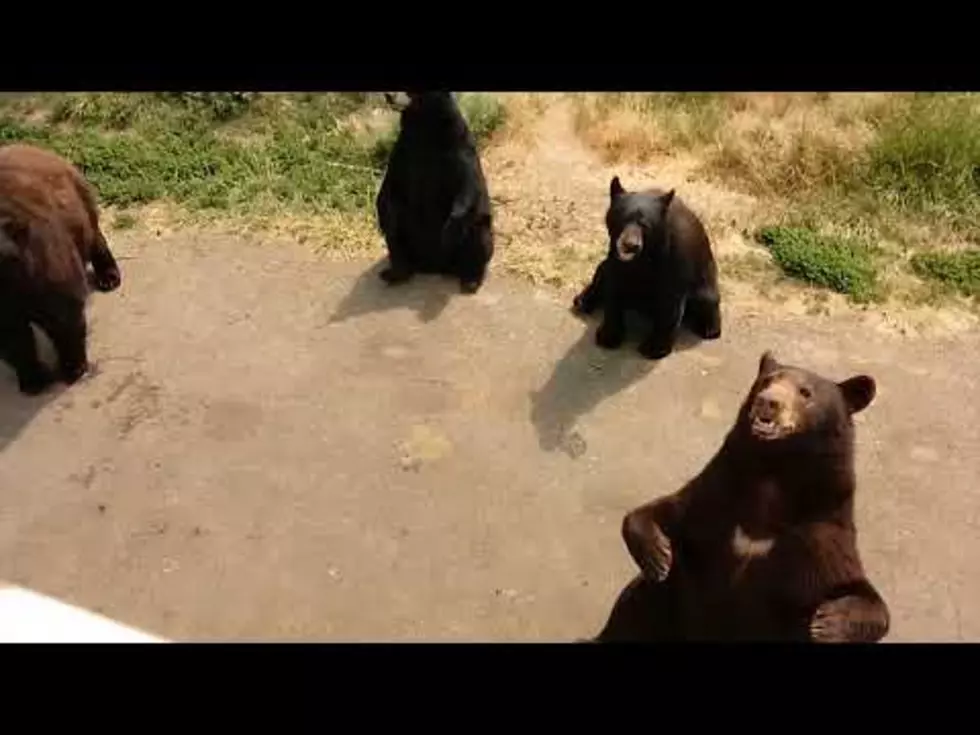 Hey Bears, How ’bout Some Peanut Butter with That Bread?