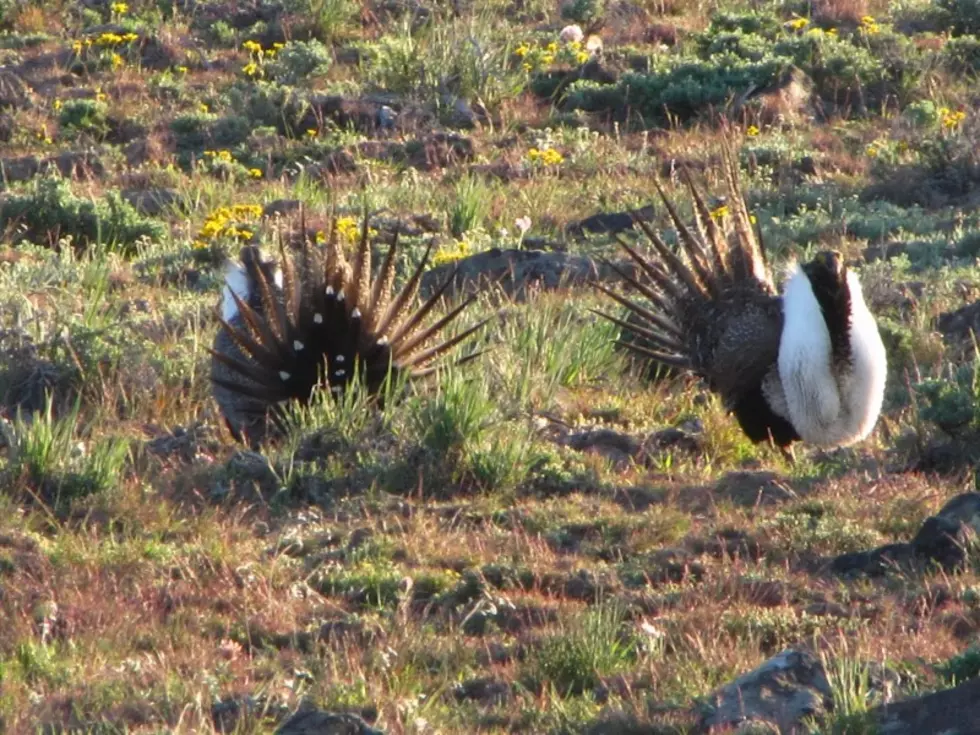 BLM Sage-grouse Meetings Planned for Southern Idaho