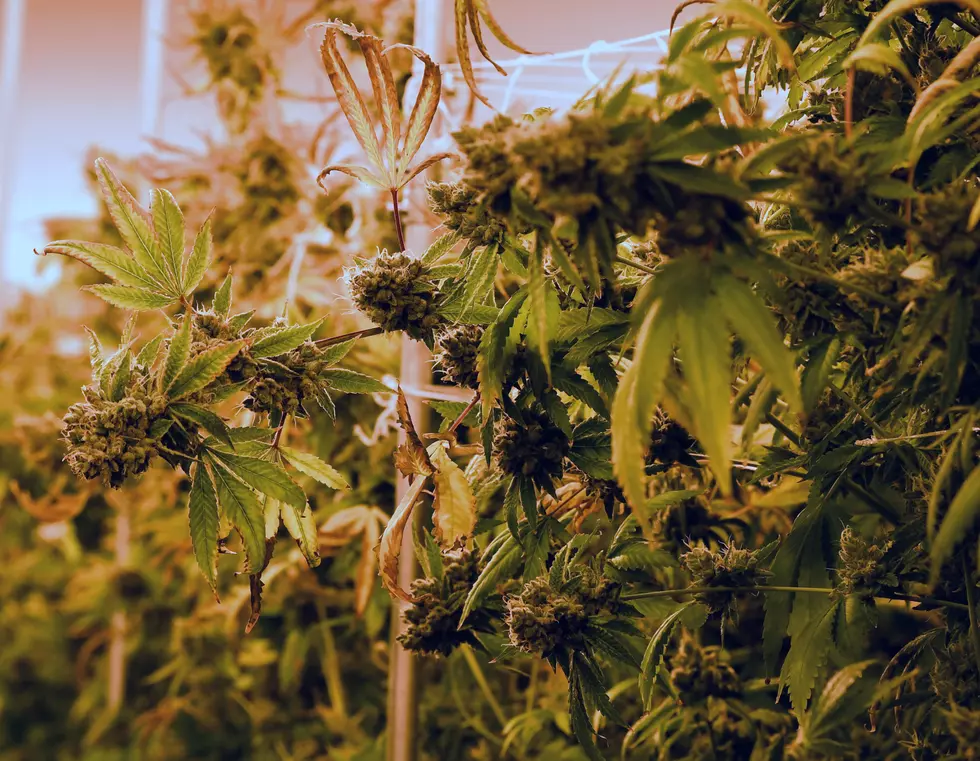 Idaho Could Have Dueling Marijuana Ballot Measures