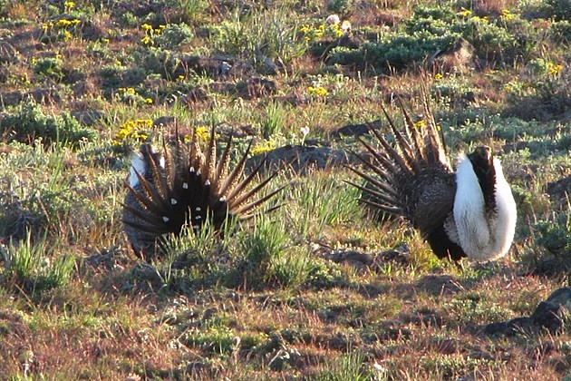 US Sage Grouse Policy Heading Back to Square One