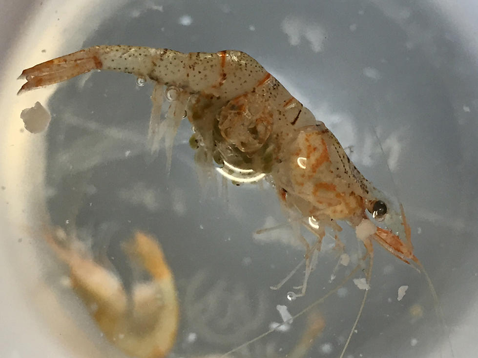 Non-native Shrimp Found In Idaho Waters