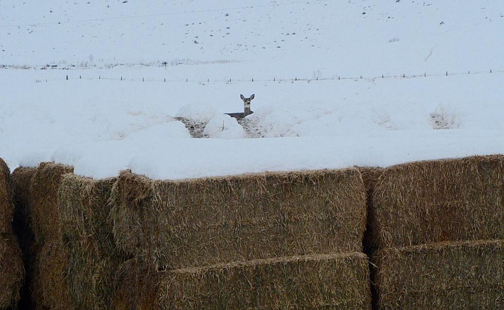 Elk Crushed by Hay Bales in East Idaho