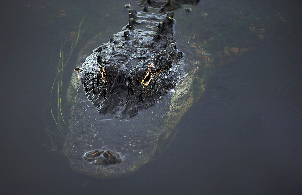 Alligators in Idaho?  Thankfully, No!