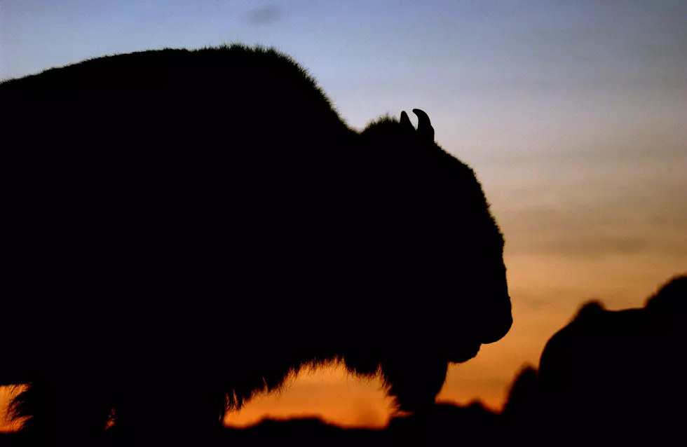 70 Bison Killed So Far This Year by Montana Hunters