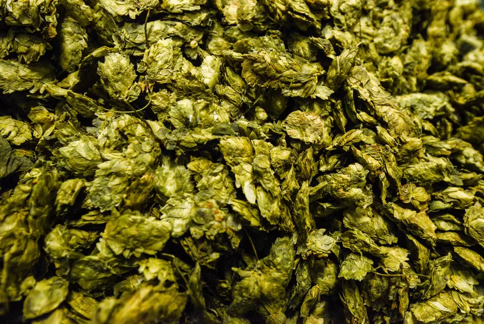 Idaho Beat Out Oregon in Hops Production