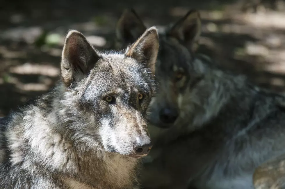 3 Wolves Killed in Central Idaho After Sheep Attacks