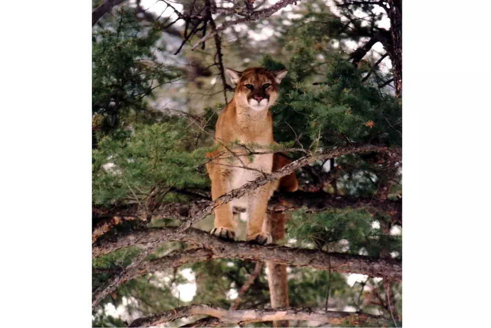 Two Mountain Lions Lethally Removed From Wood River Valley