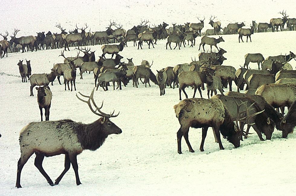 Survey Shows Yellowstone Elk Herd at Highest Level Since ’05