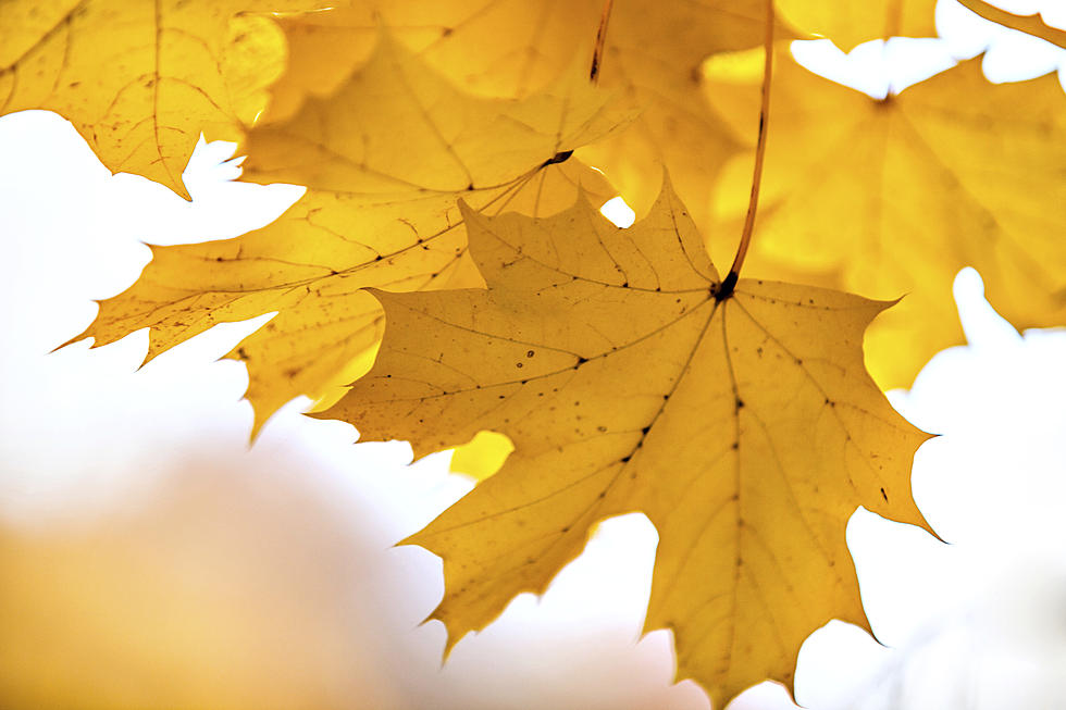 Twin Falls Citizens Reminded of Curbside  Bagged Leaf Pick Up