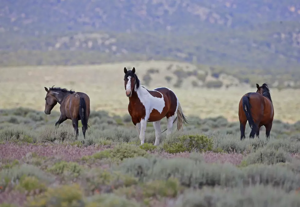 US Agency May Offer $1,000 to People Who Adopt Wild Horses