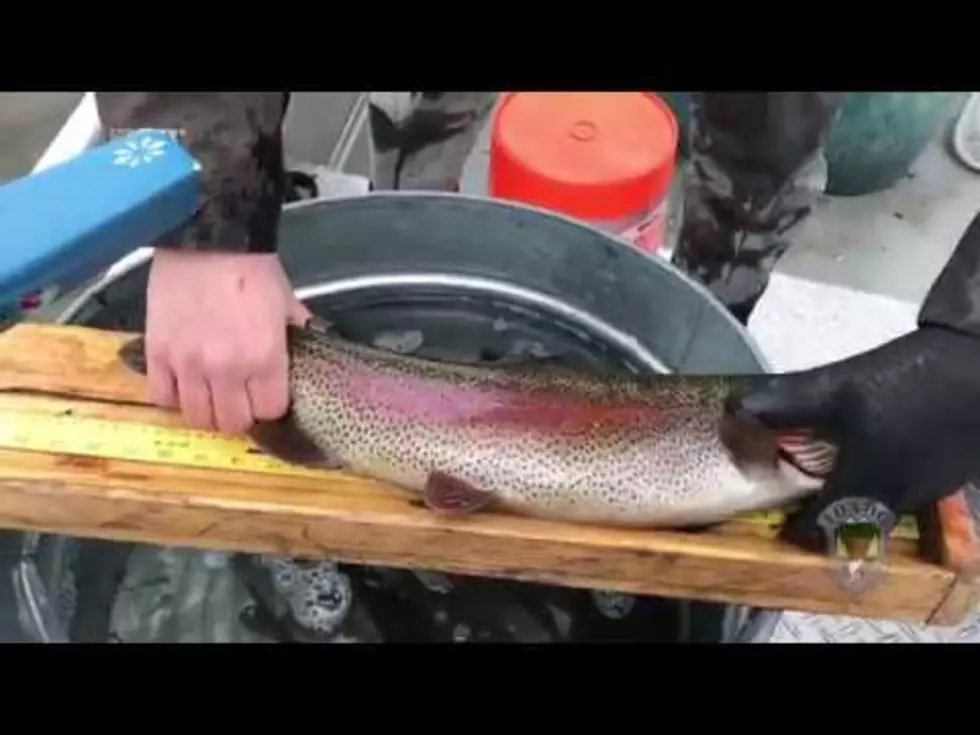 Watch Fish and Game Catch, Tag and Release Trout in New Video