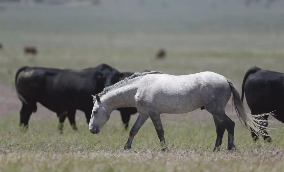 Idaho Mustang Club Plans Trail Riding Event  