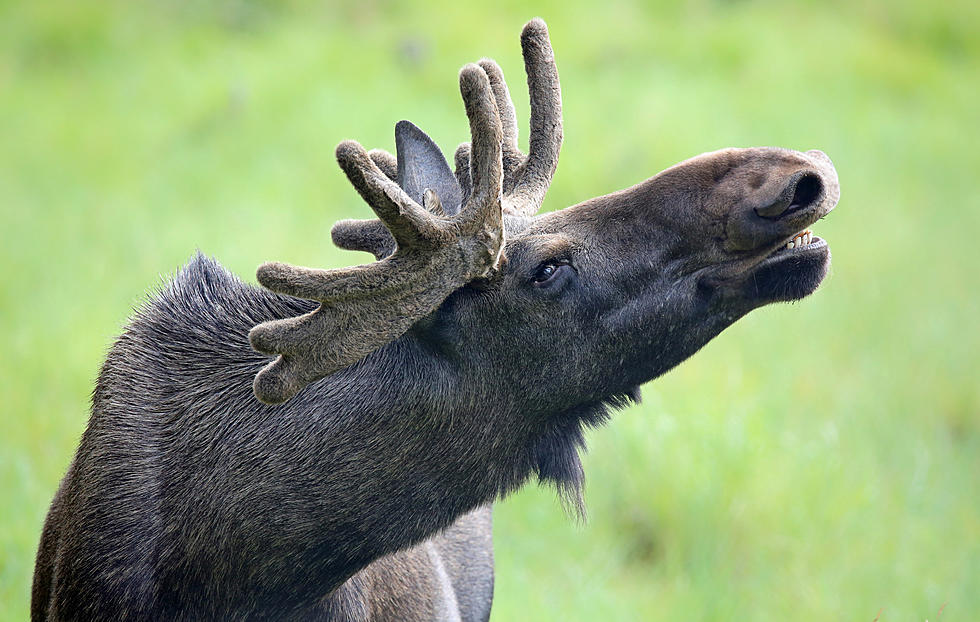 Bull Moose Killed and Wasted Near Mackay, Suspects Sought