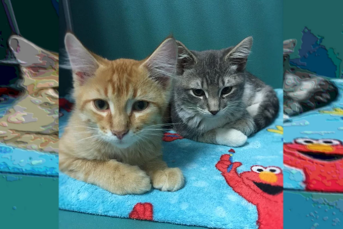 Discount Cat And Kitten Adoptions At Twin Falls Animal Shelter