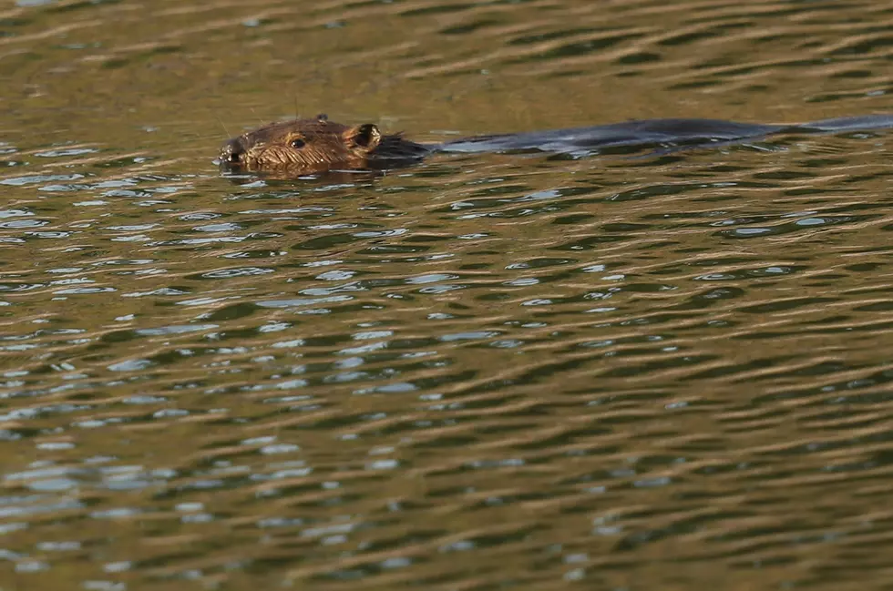 Pesky Beavers Get Relocated to South Hills Home