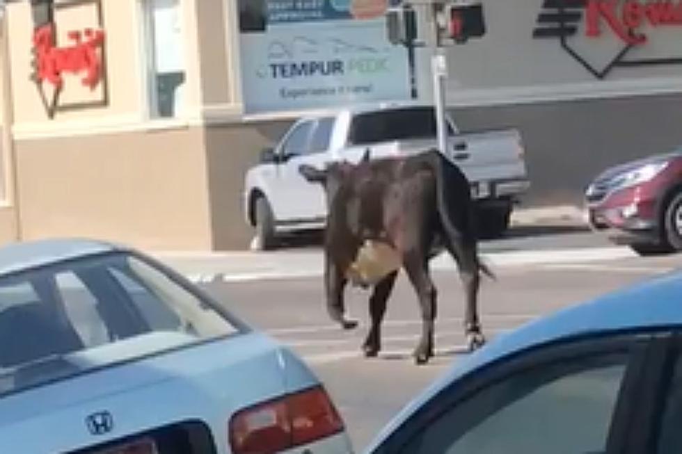 Video: Cow Runs Red Light At Southeast Idaho Intersection