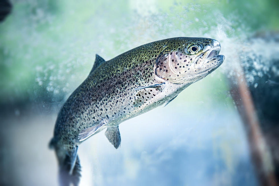 2 Idaho-based trout farms combine in acquisition deal