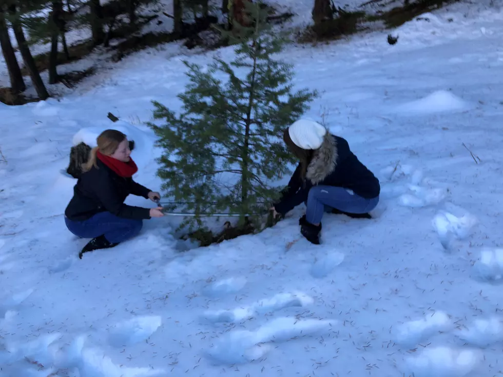Christmas Tree Permits Go on Sale Soon in Southern Idaho