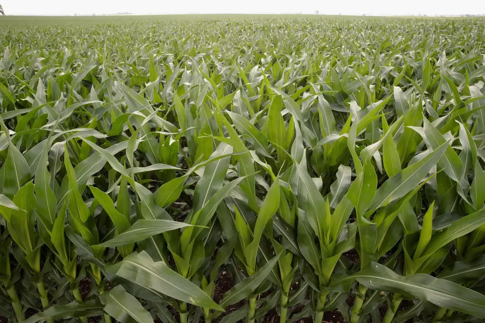 USDA: Weather delay cuts corn crop to smallest in 4 years