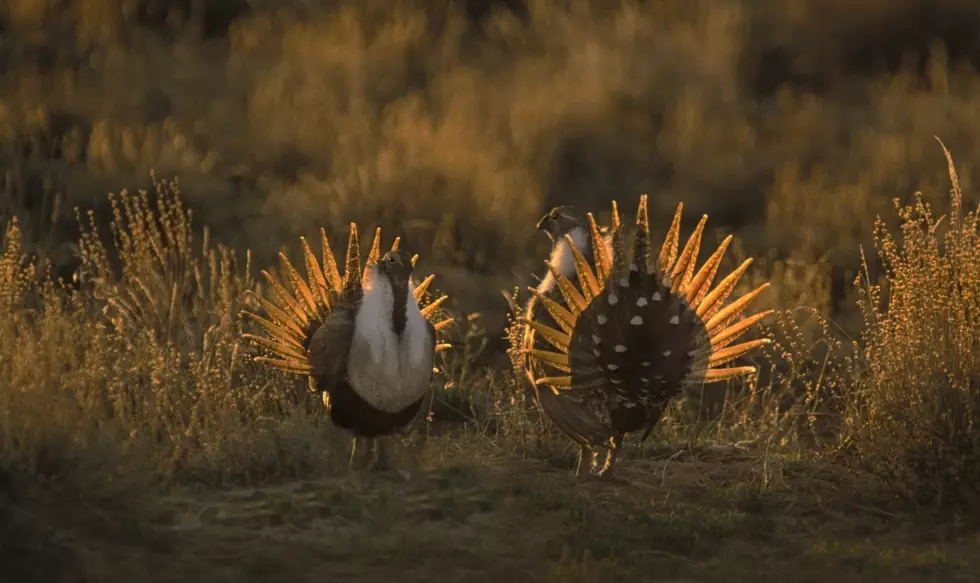 Public Invited to Comment on Proposed Sage Grouse Rules