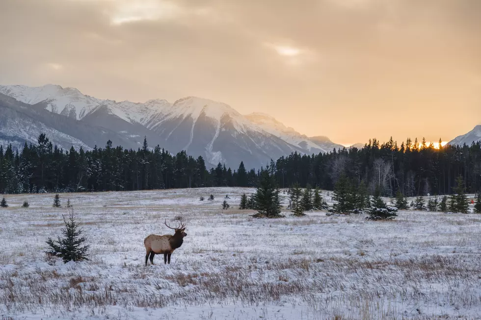 Fish and Game Preps for Deer and Elk Surveys