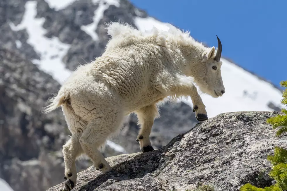 Grand Teton Plan Would Trap or Kill Goats to Help Bighorns