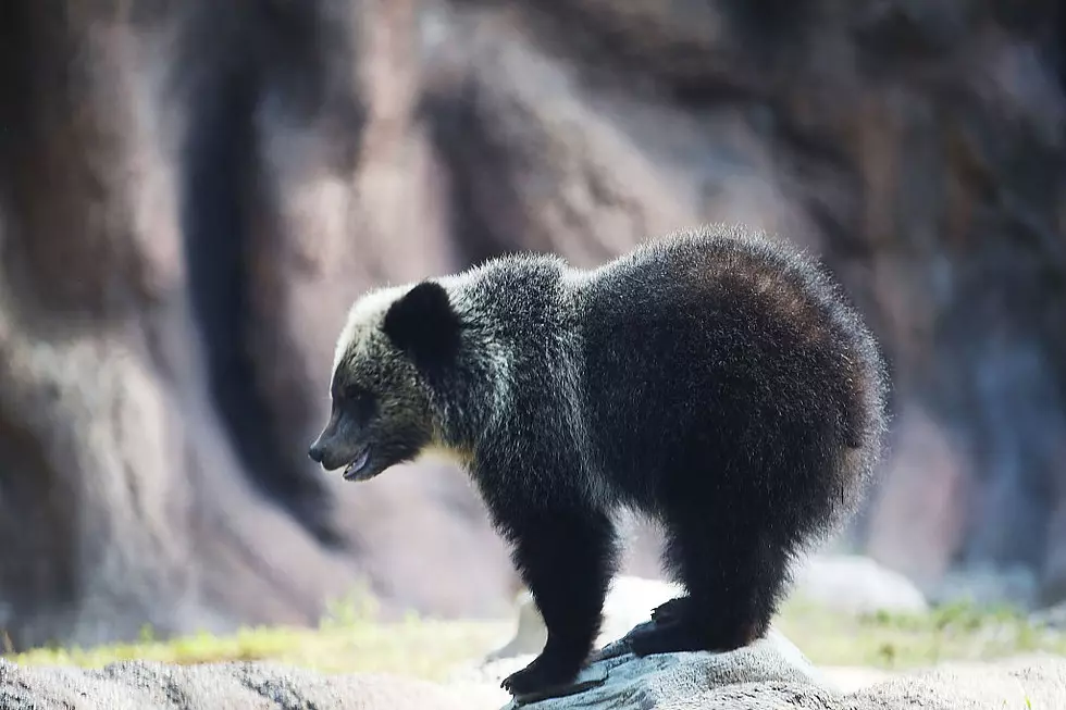 Montana Promises to Maintain Grizzly Population