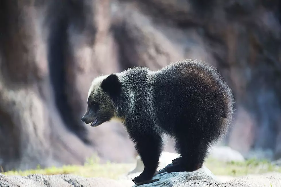 Happy 75th Birthday To Smokey The Bear Or Smokey Bear?