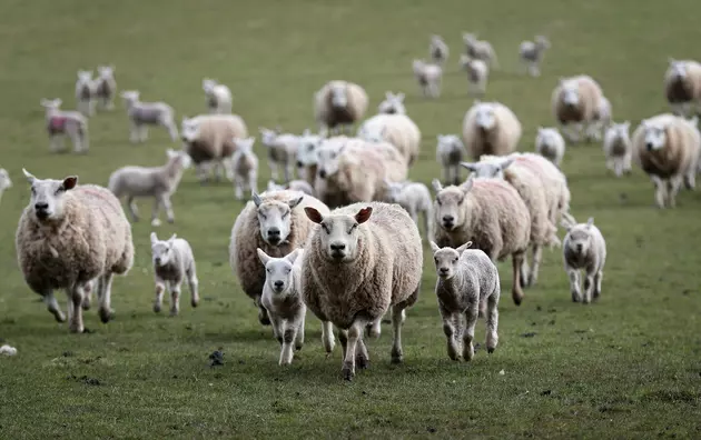 Changes in Idaho Sheep Grazing