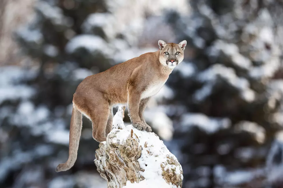 Mountain Lion Euthanized After Dog Killed in Wood River Valley