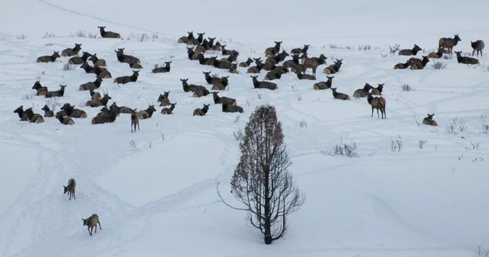 Herd of Elk Pose Traffic &#038; Property Damage Concern in East Idaho