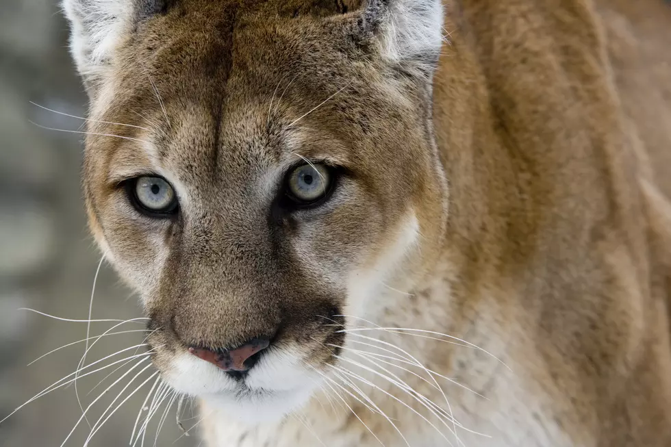 Mountain Lion Found Under Vehicle in Ketchum